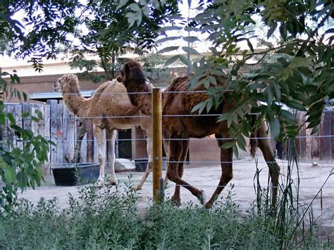 New Santa Ana | Camels at the Santa Ana Zoo to get a new exhibit