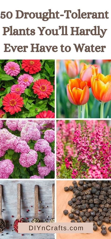 50 Drought-Tolerant Plants You’ll Hardly Ever Have to Water - DIY & Crafts