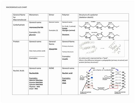 50 Building Macromolecules Worksheet Answers