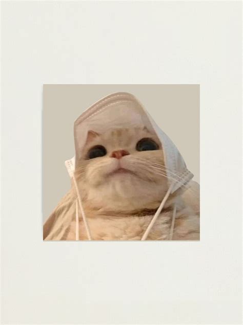 "cat meme face | funny cat" Photographic Print for Sale by jassine11 | Redbubble