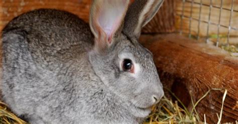 Standard Chinchilla Rabbit Breed Information and Pictures - PetGuide ...