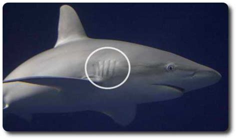 Shark Anatomy Facts: From The Outside In - Shark Sider