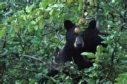 Bears like fruit so Bear Aware has a few tips to keep them away - The ...