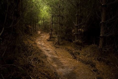 The Beaten Path | Taken in Sherwood Forest, Nottinghamshire.… | Stuart Richards | Flickr