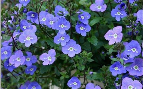 Georgia Blue Speedwell - 1 Gallon - Groundcover, Perennial - Veronica - Spreading | ToGoGarden