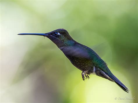 Wallpaper : hummingbird, colibri, bird, uccello, wings, colors, costarica 2359x1769 - - 1114249 ...