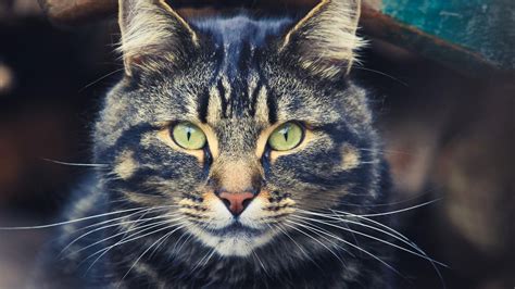 Large Cat Face close-up image - Free stock photo - Public Domain photo - CC0 Images