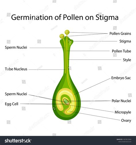 Education Chart Biology Germination Pollen On Stock Vector (Royalty ...