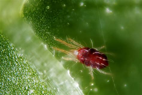 Tetranychus urticae | Female of the red form of the spider m… | Flickr
