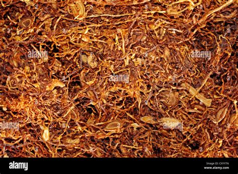 Fine-cut tobacco Stock Photo - Alamy