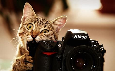 Funny Cat Desktop Wallpapers - Wallpaper Cave