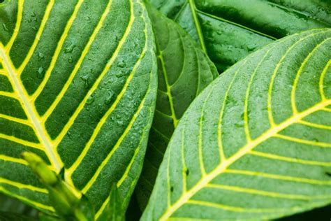 Green Tropical Leaves Free Stock Photo - Public Domain Pictures