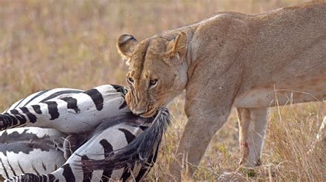 Amazing:Lion ambushes zebra - YouTube