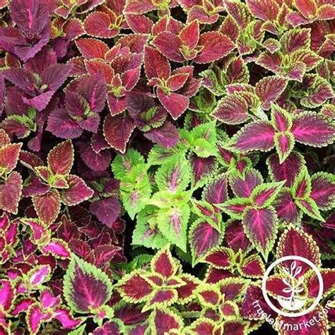 Crimson Clover Cover Crop Seeds - Farm & Garden | Annual flowers ...