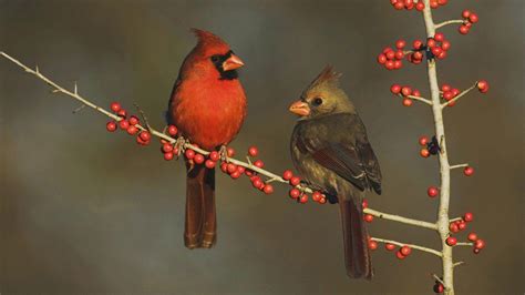 Winter Cardinal Desktop Wallpapers - Top Free Winter Cardinal Desktop ...