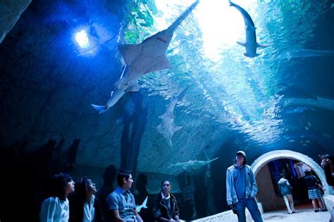 Dallas Texas Aquarium | Dallas aquarium, Dallas world aquarium, Places to travel