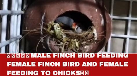🐦🐦🐦🐣🐣male finch bird feeding female finch bird and female feeding to chicks🐣🐣 - YouTube