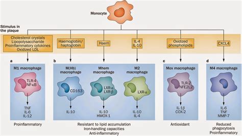 Macrophage subsets in atherosclerosis ~ Biochemistry and Molecular Biology