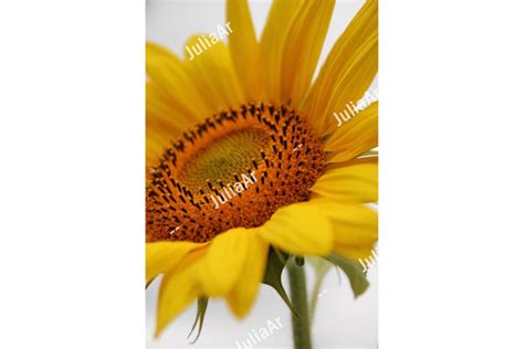 Sunflower closeup. Side view.