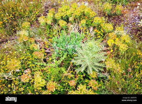 Flora In Grecia Immagini e Fotos Stock - Alamy