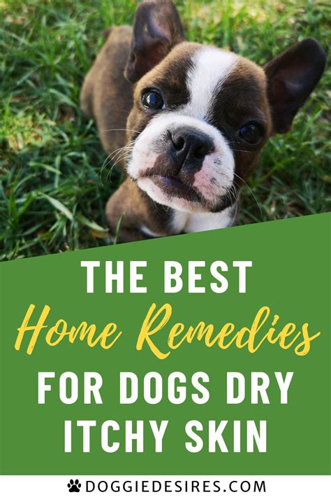 Home Remedies for Dogs Dry Itchy Skin | Sick dog remedies, Dog dry skin remedy, Dog dry skin