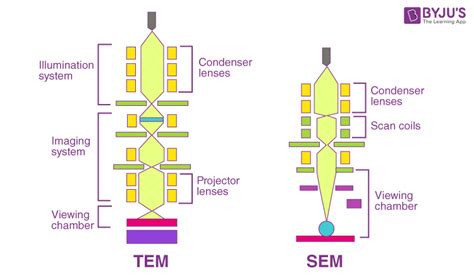 Types of Microscopes: Definition, Working Principle, Diagram, Applications, FAQs