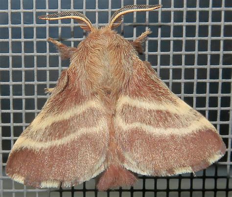 Eastern Tent Caterpillar Moth - Malacosoma americana - BugGuide.Net