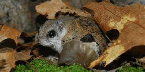 Flying Squirrels Need You to Be a Hero for Wildlife • The National Wildlife Federation Blog ...