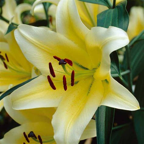 Tree Lily® 'Yellow Rocket' - Lily Bulbs - Thompson & Morgan | Tree lily, Lily bulbs, Bulb flowers