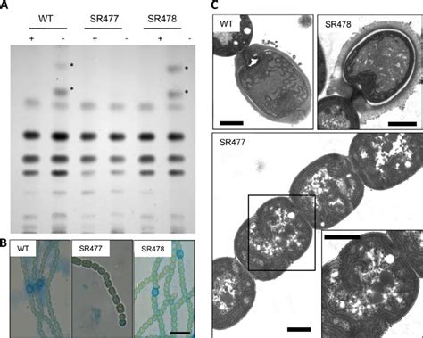 Heterocyst formation in Anabaena PCC 7120 wild type and amiC mutant ...