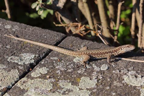 The Common Wall Lizard, European Wall Lizard (Podarcis Muralis) in a Natural Habitat Stock Photo ...