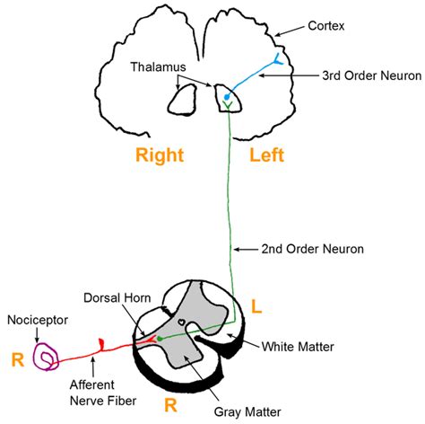 Pain Pathways - TeachMePhysiology