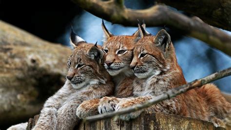 nature, Animals, Lynx Wallpapers HD / Desktop and Mobile Backgrounds