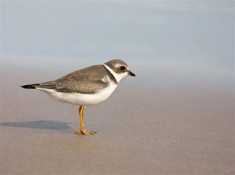 33 Shorebirds In Florida And Their Calls