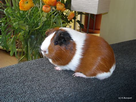 Funny Guinea Pig wallpaper for desktop |Funny Animal