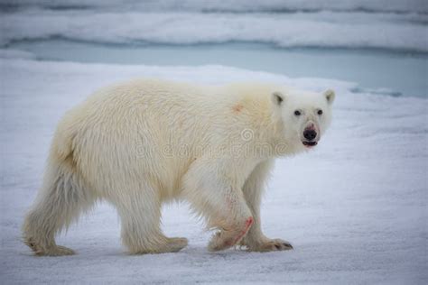 234 Polar Bear Blood Stock Photos - Free & Royalty-Free Stock Photos from Dreamstime