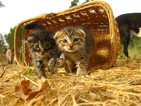 Scottish fold cat price: How much are scottish fold kittens | Scottish Fold Love 2015