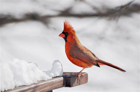 Cardinal Bird Pictures