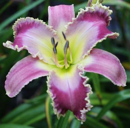 ART GALLERY GARDENS... the daylilies of Ludlow Lambertson