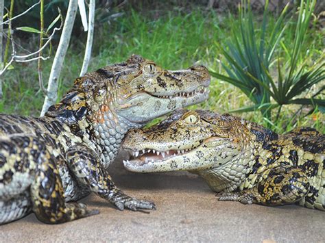 Broad-snouted Caiman | Alexandria Zoo