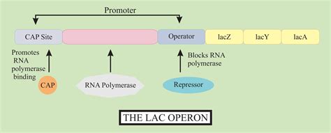 In the lac operon model of gene regulation, the word operon stands for(a)Group(b)Single(c)Group ...