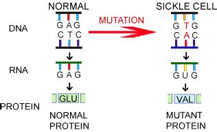 Genetics Blog Assignment: Sickle Cell Anemia - Harman Singh