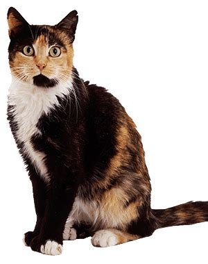 The Genetics of Tortoiseshell and Calico Cats