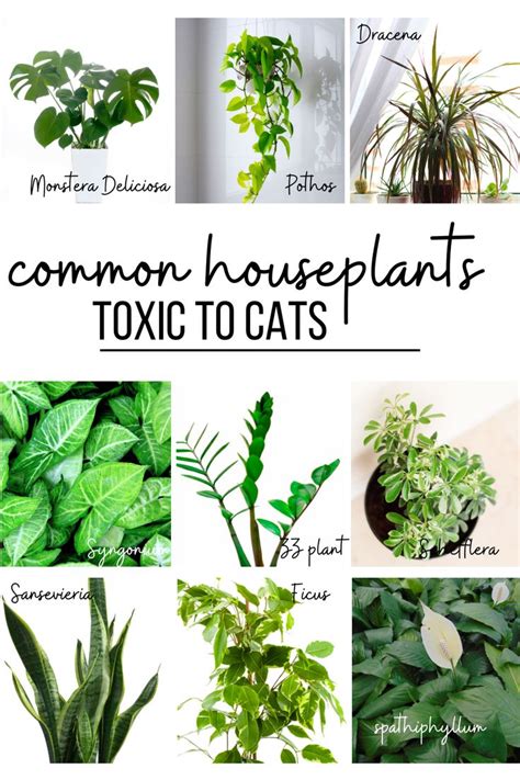 Cat-Friendly Houseplants: Safe and Beautiful Options