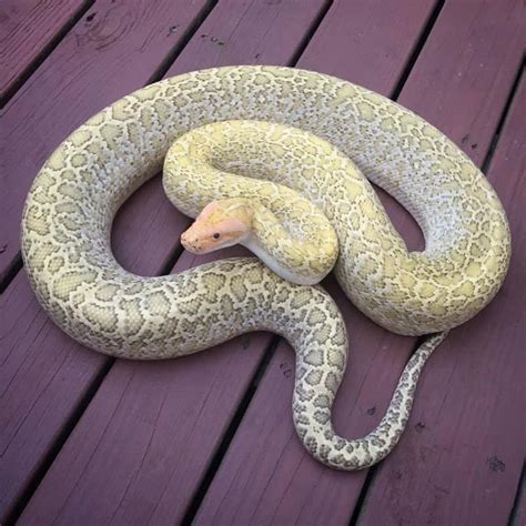 15 Cool Burmese Python Morphs With Pictures