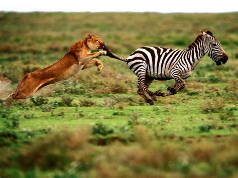 Animal Attack Live Wallpaper APK for Android Download