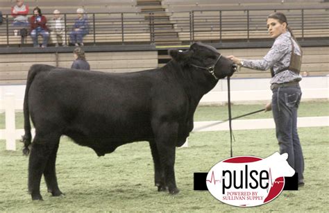 American Royal – Open Gelbvieh Bulls | The Pulse