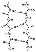 Antiparallel and Parallel Beta Sheets - Biochemistry Video | Clutch Prep