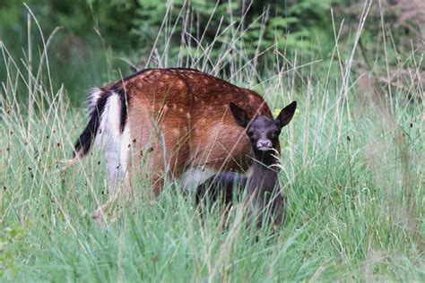 Forest of Dean Wildlife & Nature Diary: Fallow Deer (fawn)