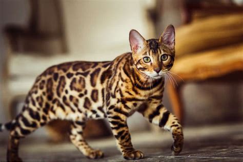 Exotic Cat Breeds • Purrfectcatbreeds